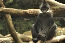 Langurs