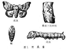 Mulberry borer