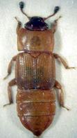 Nitidulidae