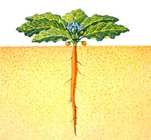 Mandragóra