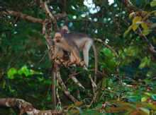 Black Ridge langur