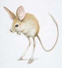 Hosszú fülű jerboa