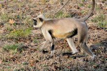Langurs
