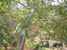 Walnut Tree