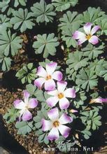 Oxalis mirigy