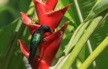 Red Heliconia