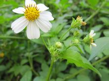 Pilosa