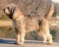 Otter Hound