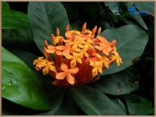 Ixora
