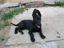 Black Dog