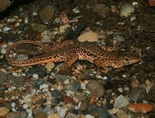 Eremias multiocellata