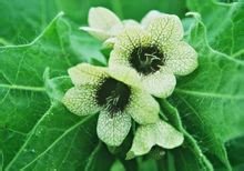 Belladonna levelek