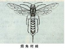 Bee fa ága