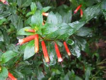 Szivar Flower