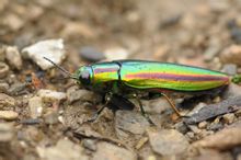 Buprestidae