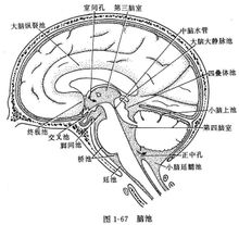 Brain Medence