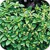 Ocimum