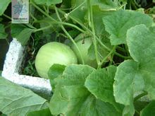 Muskmelon