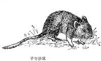 Rövid fülű Gerbil