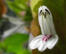 Ezo Flowers