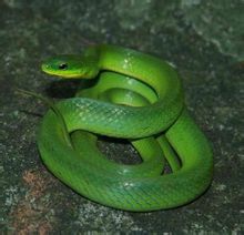 Zöld kígyó