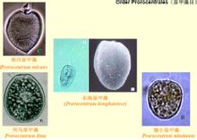 Genus Prorocentrum
