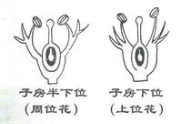 Perigynous Flowers