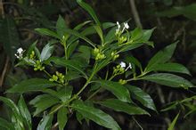 Rauwolfia genus