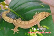 Mérlegek toe tigris