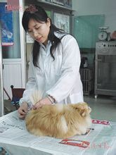 Pet Kórház: az orvosi szolgáltatások háziállatok helyen