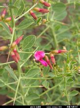 Sparsifolia genus