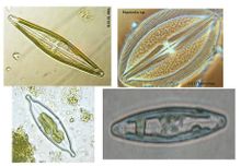 Genus Navicula