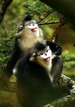 Yunnan pisze orrú majom