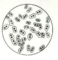 Pneumococcus