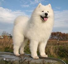 Huskies