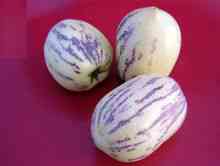 Qiegua: Solanaceae Solanum